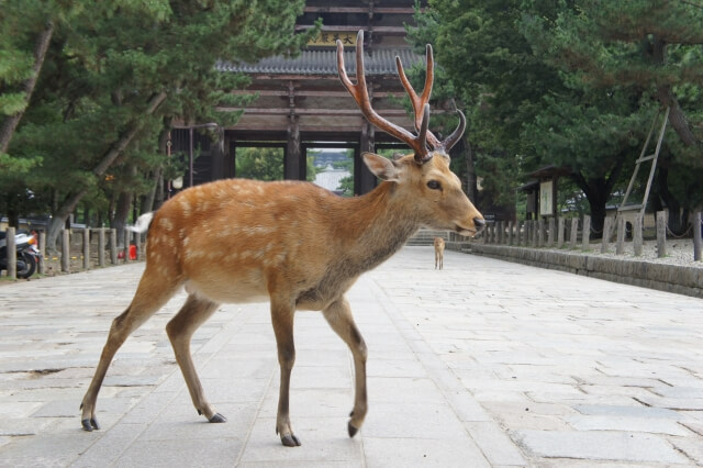 奈良になぜ鹿があんなにいるのか？ | アイスピ