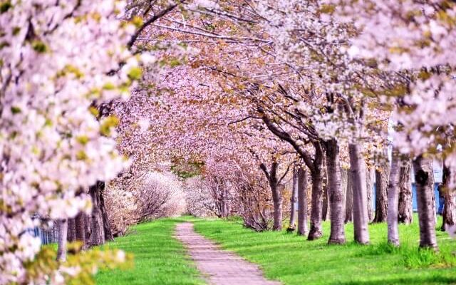 日本人が桜を好きな理由とは何か アイスピ